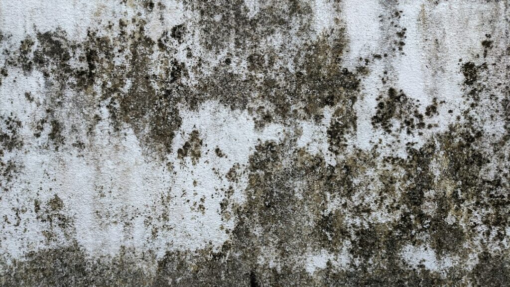 Moisture and mold growth on a water damaged surface